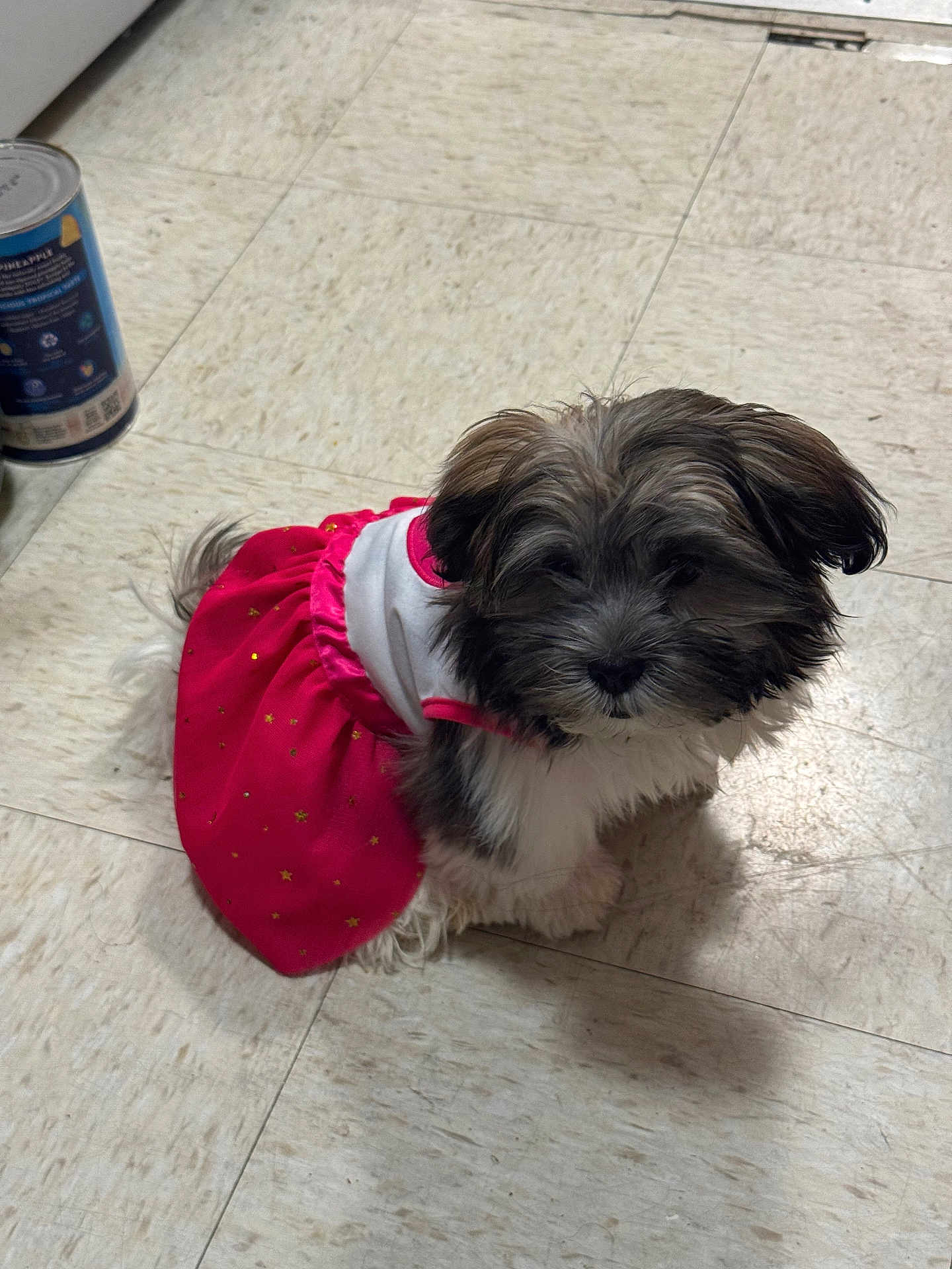 Emma Leigh is registered to the contest to win money with this photo: dog, puppy, pet, clothing, dress, pink, floor, tile_floor, indoor, can, pineapple_can, curious, small_dog, fluffy, sitting, looking_up, domestic, cute, animal, companion