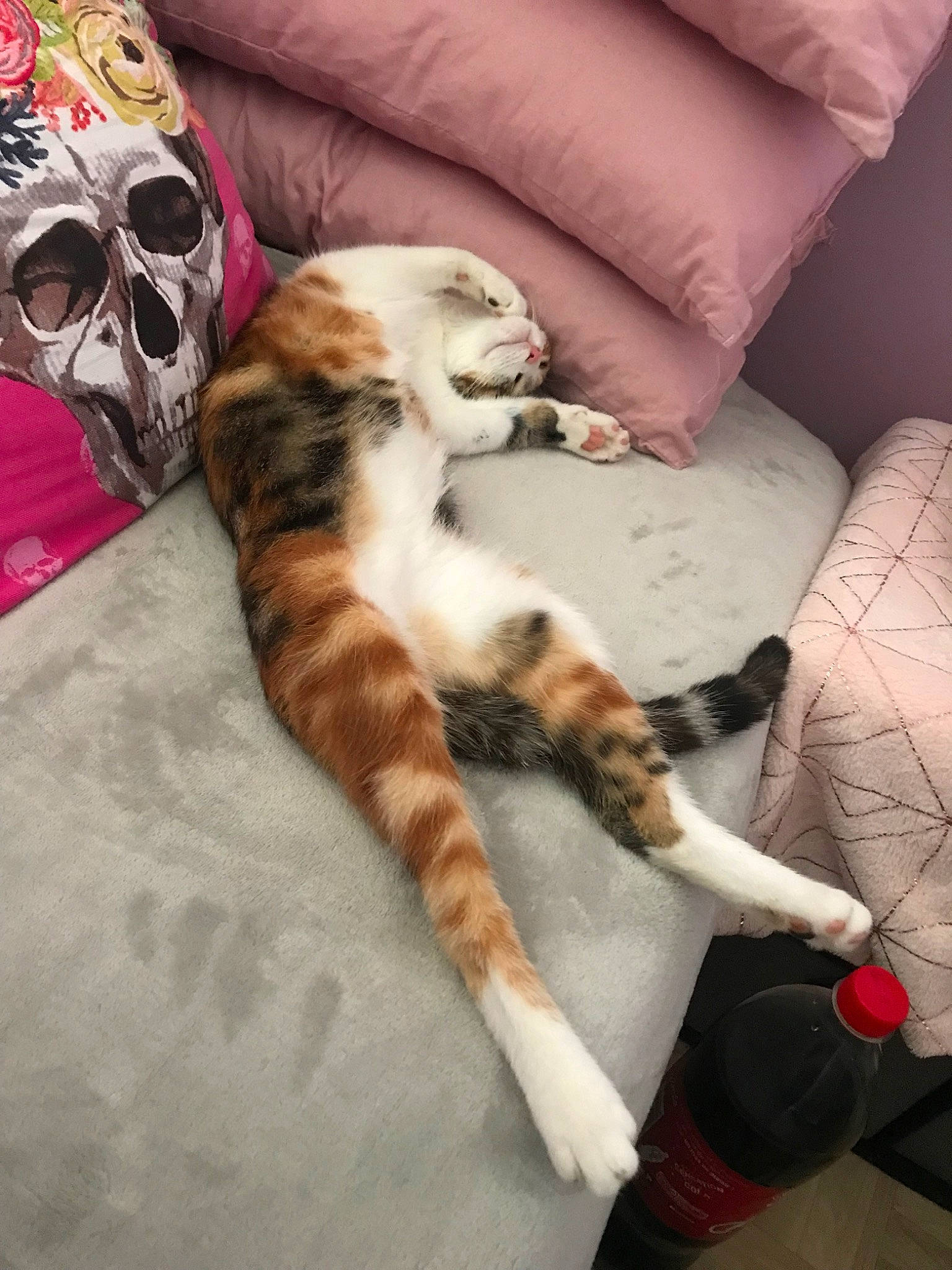 Bijoux participe au concours pour gagner de l'argent avec cette photo : american_shorthair, carnivore, cat, claw, european_shorthair, felidae, fur, kitten, nap, paw, sleep, small_to_medium_sized_cats, tabby_cat, tail, whiskers