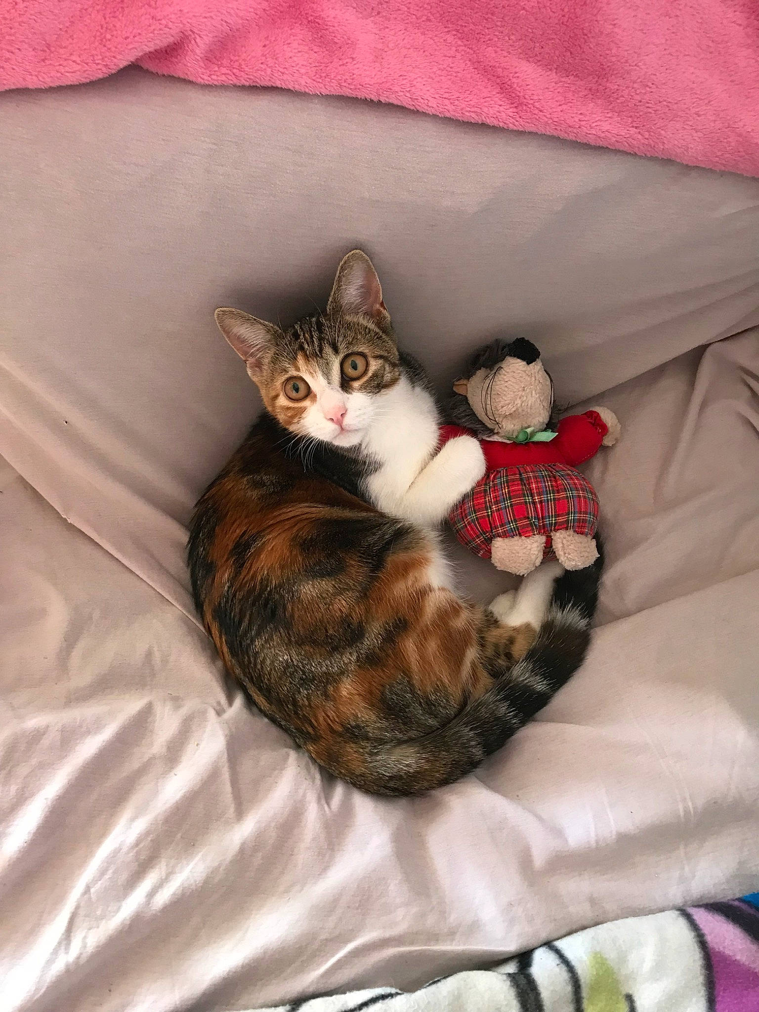 Bijoux a rejoint le concours — aidez-le/la à gagner de superbes lots ! american_shorthair, carnivore, cat, domestic_short_haired_cat, european_shorthair, felidae, fur, kitten, nap, small_to_medium_sized_cats, tabby_cat, whiskers