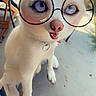 dog, small_dog, white_dog, glasses, round_glasses, wide_eyes, open_mouth, collar, tag, sitting, outdoor, patio, concrete, chair, backyard, fence, sunlight, portrait, funny, pet