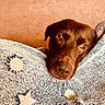 animal, blanket, blue_blanket, brown_dog, carpet, cozy, cute, dog, expression, face, fur, indoors, looking_up, nostrils, pet, resting, snout, stars, sun_pattern, warm_lighting