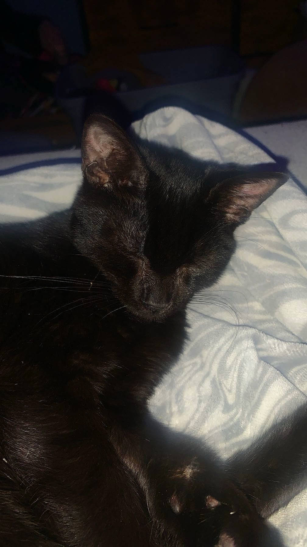 Batman is registered to the contest to win money with this photo: black_cat, bombay, carnivore, cat, claw, comfort, darkness, domestic_short_haired_cat, felidae, fur, grey, linens, nap, paw, sky, small_to_medium_sized_cats, snout, tail, terrestrial_animal, whiskers