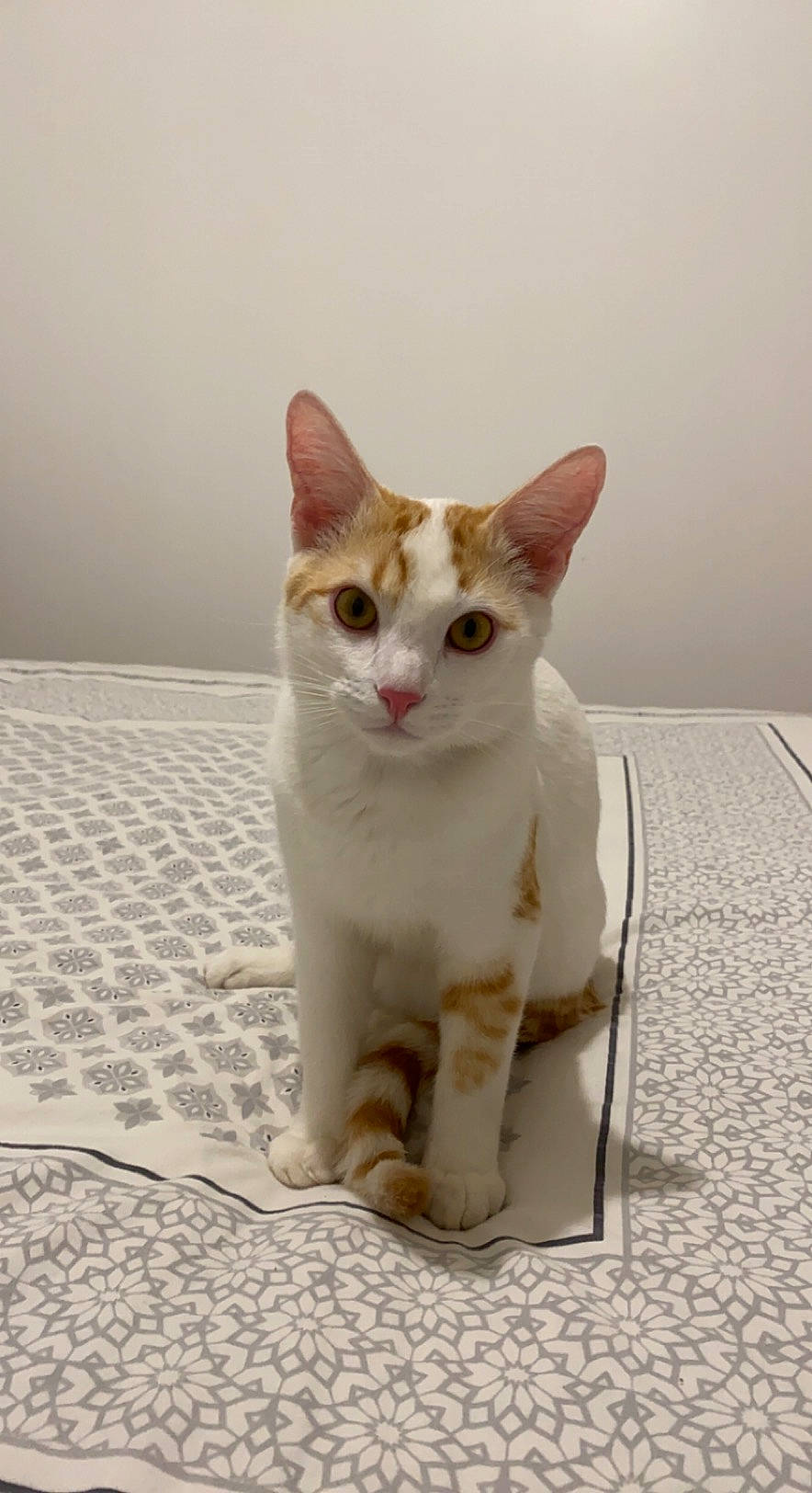 Gaspard a rejoint le concours — aidez-le/la à gagner de superbes lots ! carnivore, cat, domestic_short_haired_cat, fawn, felidae, fur, paw, small_to_medium_sized_cats, snout, tail, terrestrial_animal, whiskers