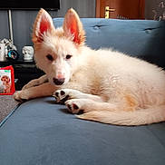 Zeus joined the competition — help win amazing prizes! puppy, dog, white_dog, fluffy, ears, couch, indoor, pet, animal, relaxing, lying_down, furniture, living_room, door, decor, canine, cute, young_dog, domestic_animal, companion