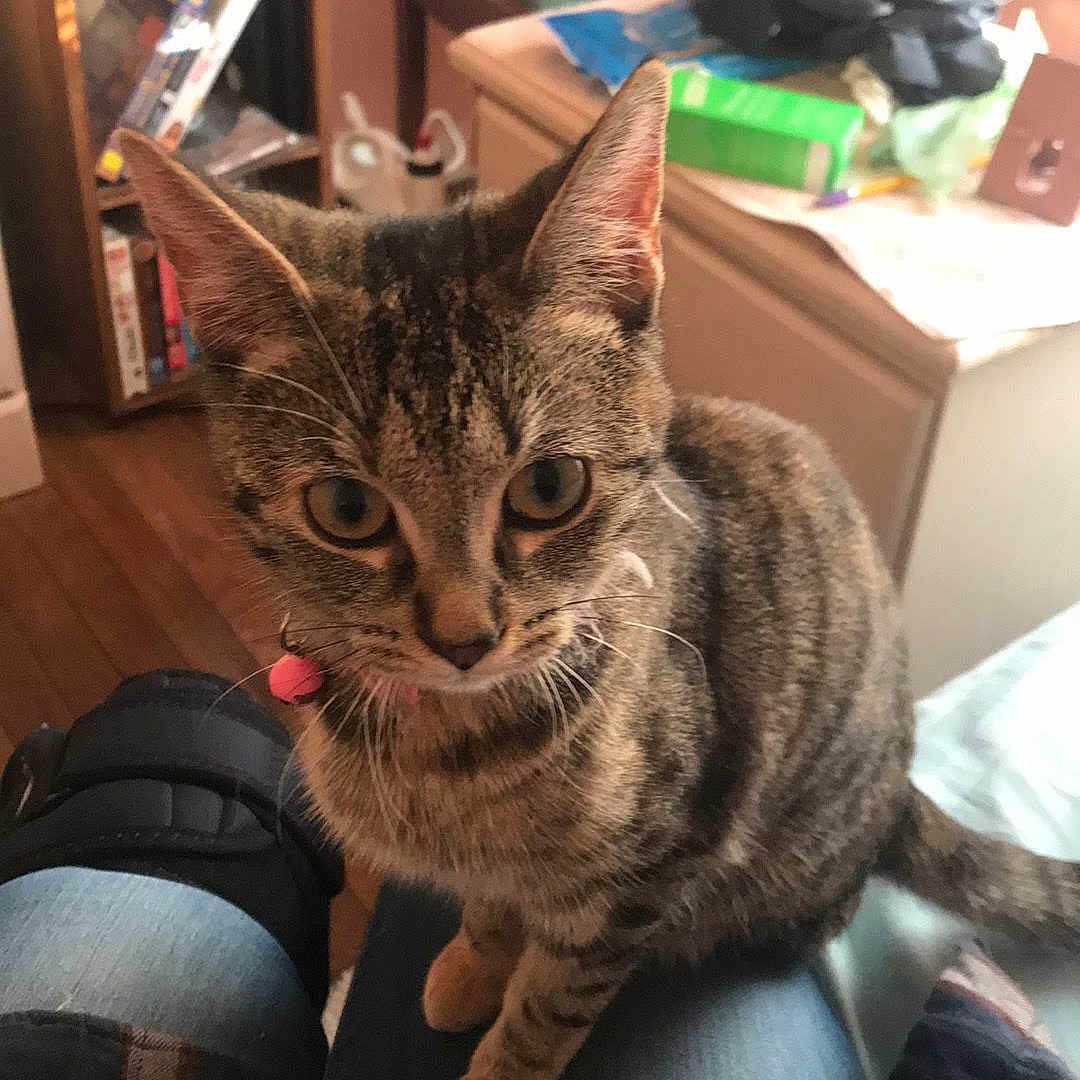 Daisy joined the competition — help win amazing prizes! books, bookshelf, cat, chair, clutter, collar, curious, cushion, desk, feline, indoor, jeans, lap, person, pet, pink_collar, plaid_shirt, room, tabby_cat, wooden_floor