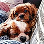 Rosie is registered to the contest to win money with this photo: dog, puppy, sleeping, resting, cozy, blanket, couch, snuggling, fur, closeup, cute, pet, animal, companion, relaxing, indoors, brown, white, face, napping