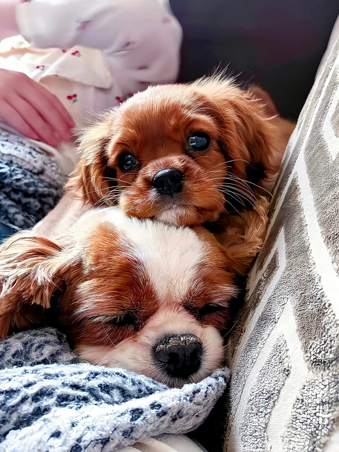 Rosie is registered to the contest to win money with this photo: dog, puppy, sleeping, resting, cozy, blanket, couch, snuggling, fur, closeup, cute, pet, animal, companion, relaxing, indoors, brown, white, face, napping