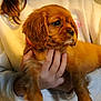 Rosie joined the competition — help win amazing prizes! puppy, dog, brown_dog, pet, animal, person, hand, sweatshirt, white_clothing, cute, fur, indoor, portrait, young_dog, cuddling, holding, mammal, companion, friendship, warmth