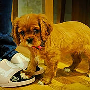 Rosie is registered to the contest to win money with this photo: puppy, dog, brown_fur, pet, indoor, wooden_floor, slippers, jeans, footwear, cute, young_dog, domestic_animal, collar, flooring, companion, animal, standing, curious, home, closeup