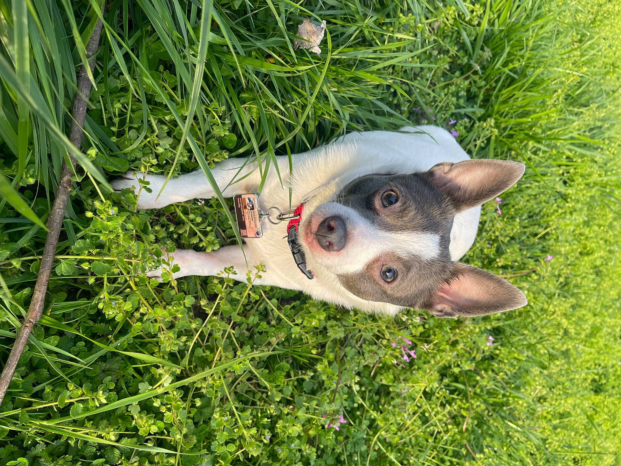 Artemis joined the competition — help win amazing prizes! aircraft, australian_cattle_dog, canidae, carnivore, companion_dog, dog, dog_breed, fawn, grass, grass_family, grassland, groundcover, pasture, plant, snout, sporting_group, tail, terrestrial_animal, whiskers, working_animal