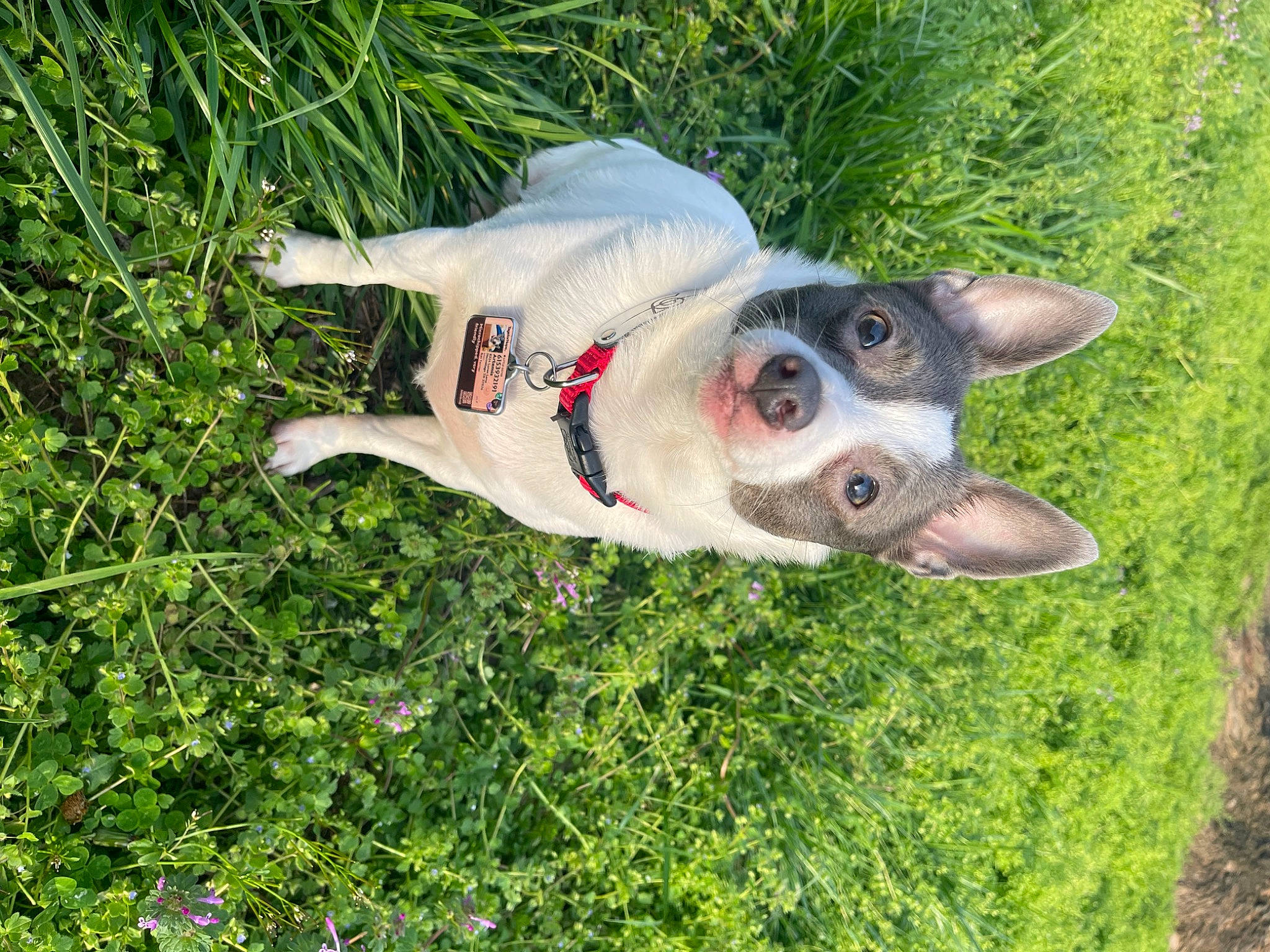 Artemis is registered to the contest to win money with this photo: aircraft, aviation, canidae, carnivore, companion_dog, dog, dog_breed, fawn, grass, groundcover, non_sporting_group, plant, snout, sporting_group, tail, toy, whiskers, wing, working_animal, working_dog