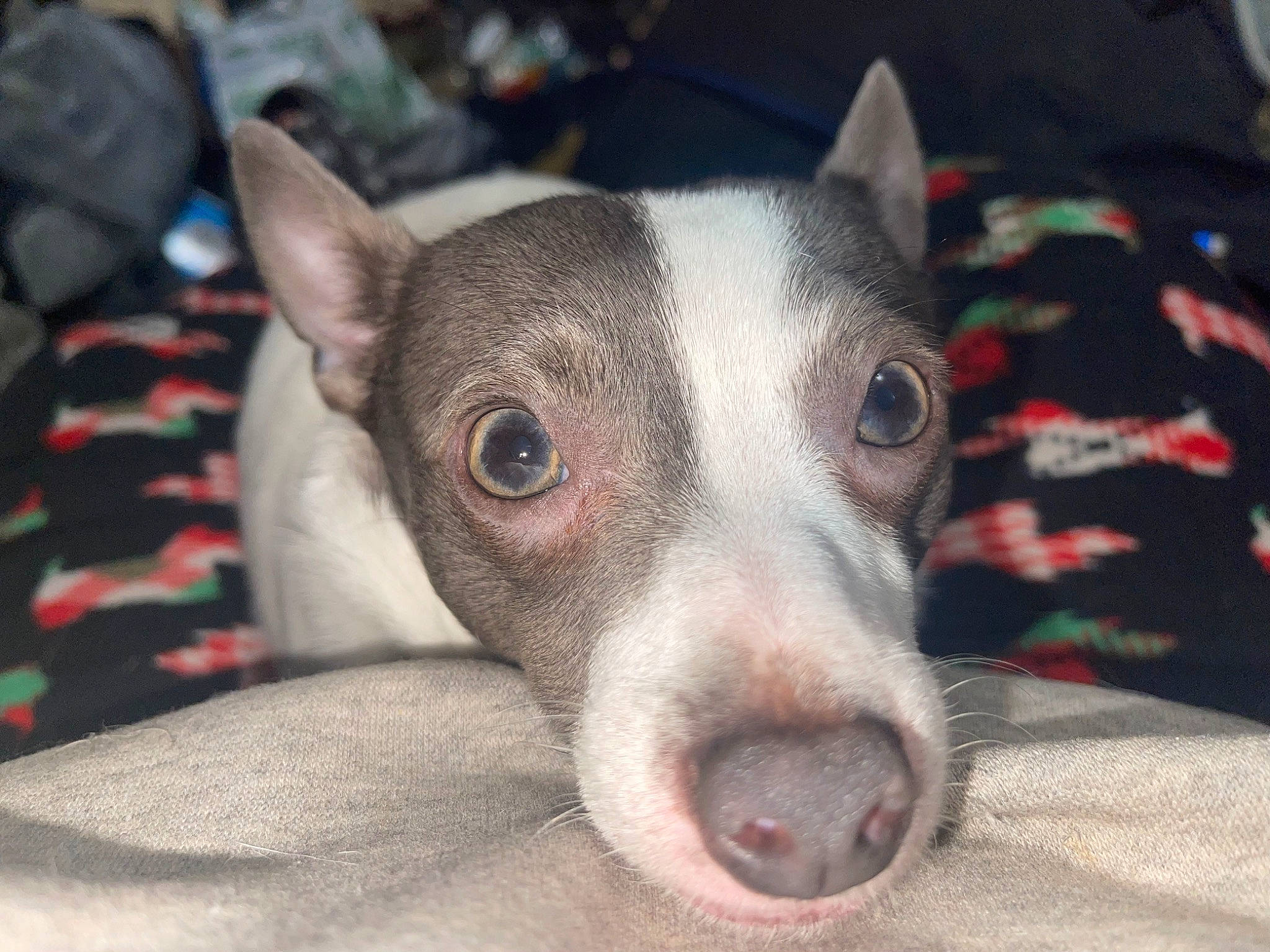 Artemis is registered to the contest to win money with this photo: canidae, carmine, carnivore, comfort, companion_dog, dog, dog_breed, ear, fawn, fur, grey, non_sporting_group, puppy, snout, sporting_group, terrestrial_animal, whiskers, working_animal