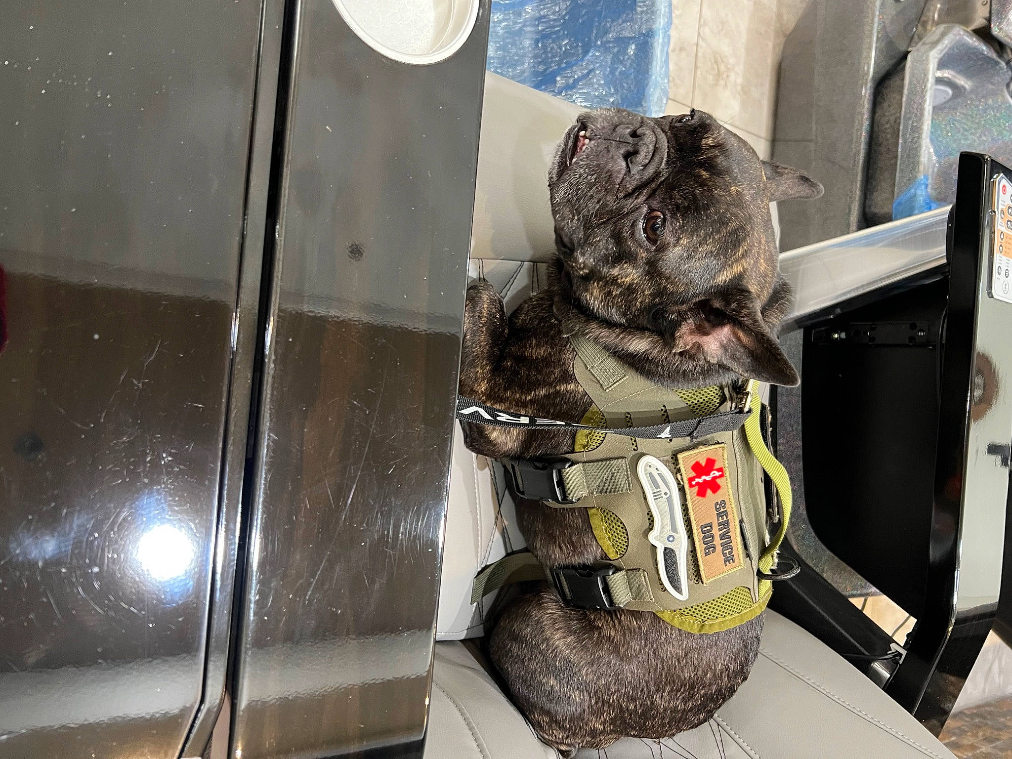 Winston Leroux Bouvier is registered to the contest to win money with this photo: auto_part, automotive_exterior, automotive_lighting, canidae, carnivore, collar, dog_breed, domestic_short_haired_cat, felidae, fur, gas, hood, machine, motor_vehicle, small_to_medium_sized_cats, snout, sporting_group, vehicle, vehicle_door, whiskers