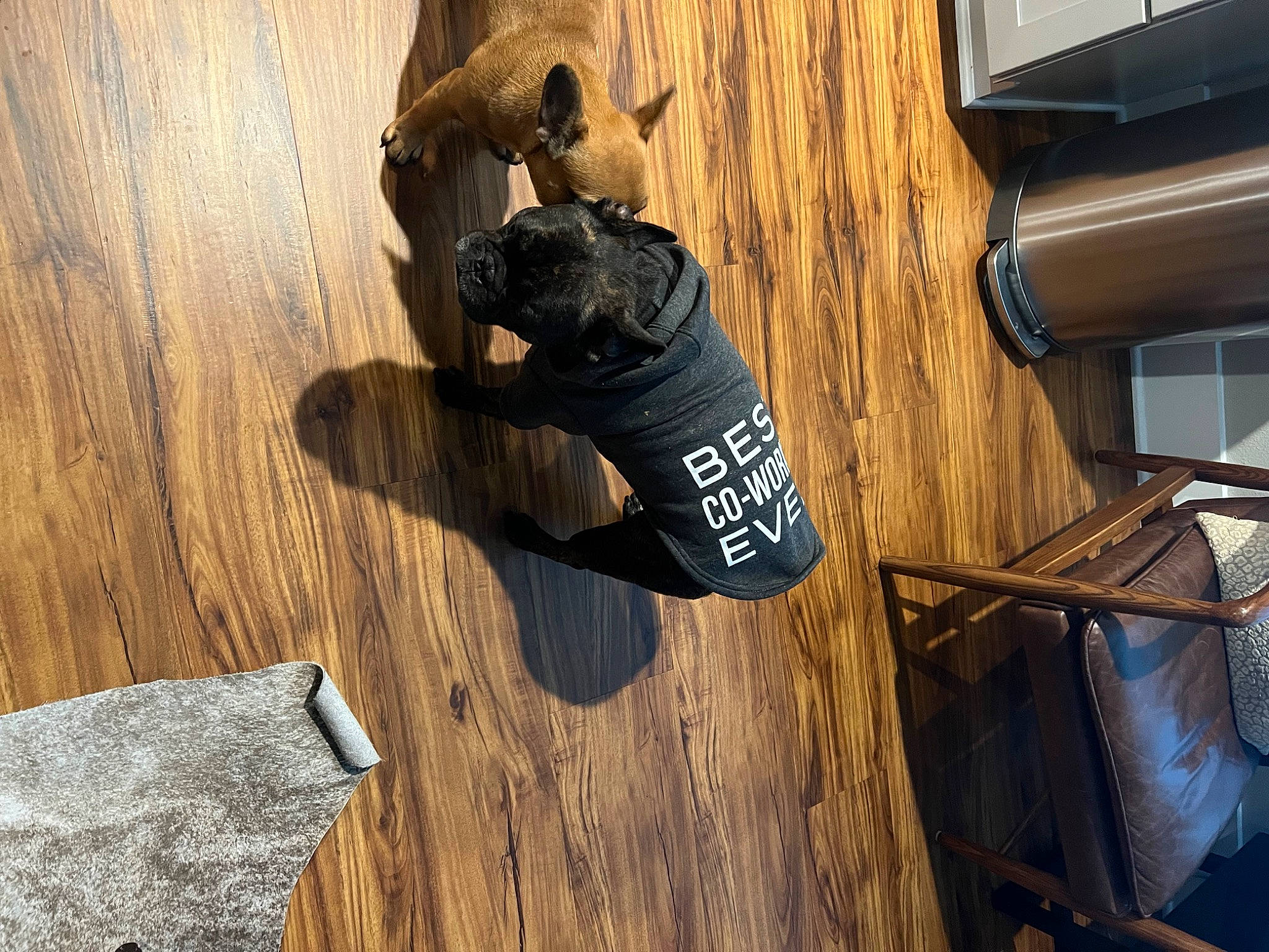 Winston Leroux Bouvier is registered to the contest to win money with this photo: adventure, boot, carnivore, cross_training_shoe, dog_breed, flooring, guard_dog, hardwood, human_leg, outdoor_shoe, personal_protective_equipment, plank, plywood, running_shoe, shadow, tail, walking_shoe, wood, wood_flooring, wood_stain