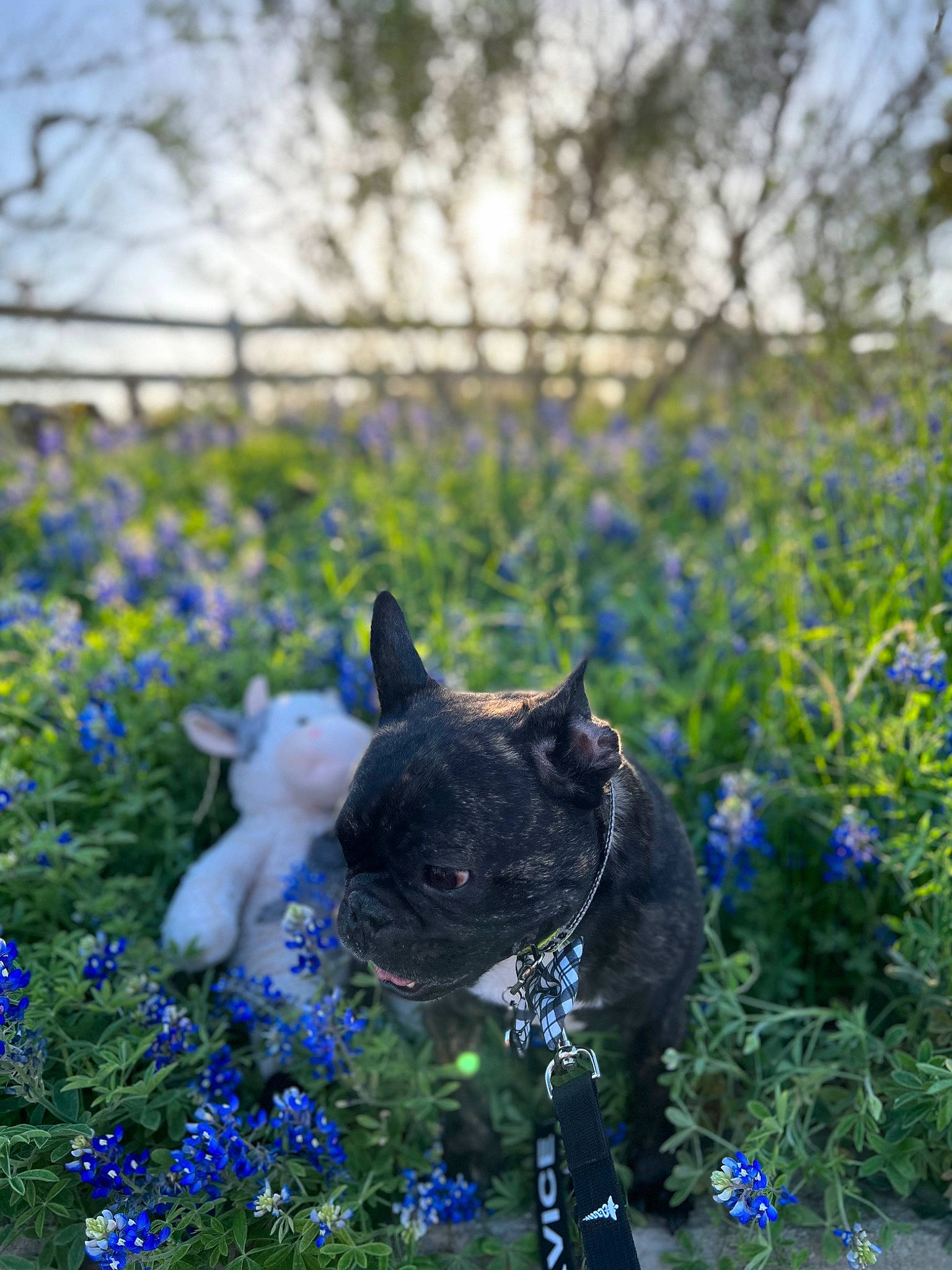 Winston Leroux Bouvier joined the competition — help win amazing prizes! blue, bluebonnet, carnivore, cat, electric_blue, fawn, felidae, flower, flowering_plant, grass, grass_family, grassland, groundcover, herbaceous_plant, meadow, petal, plant, purple, sky, snout