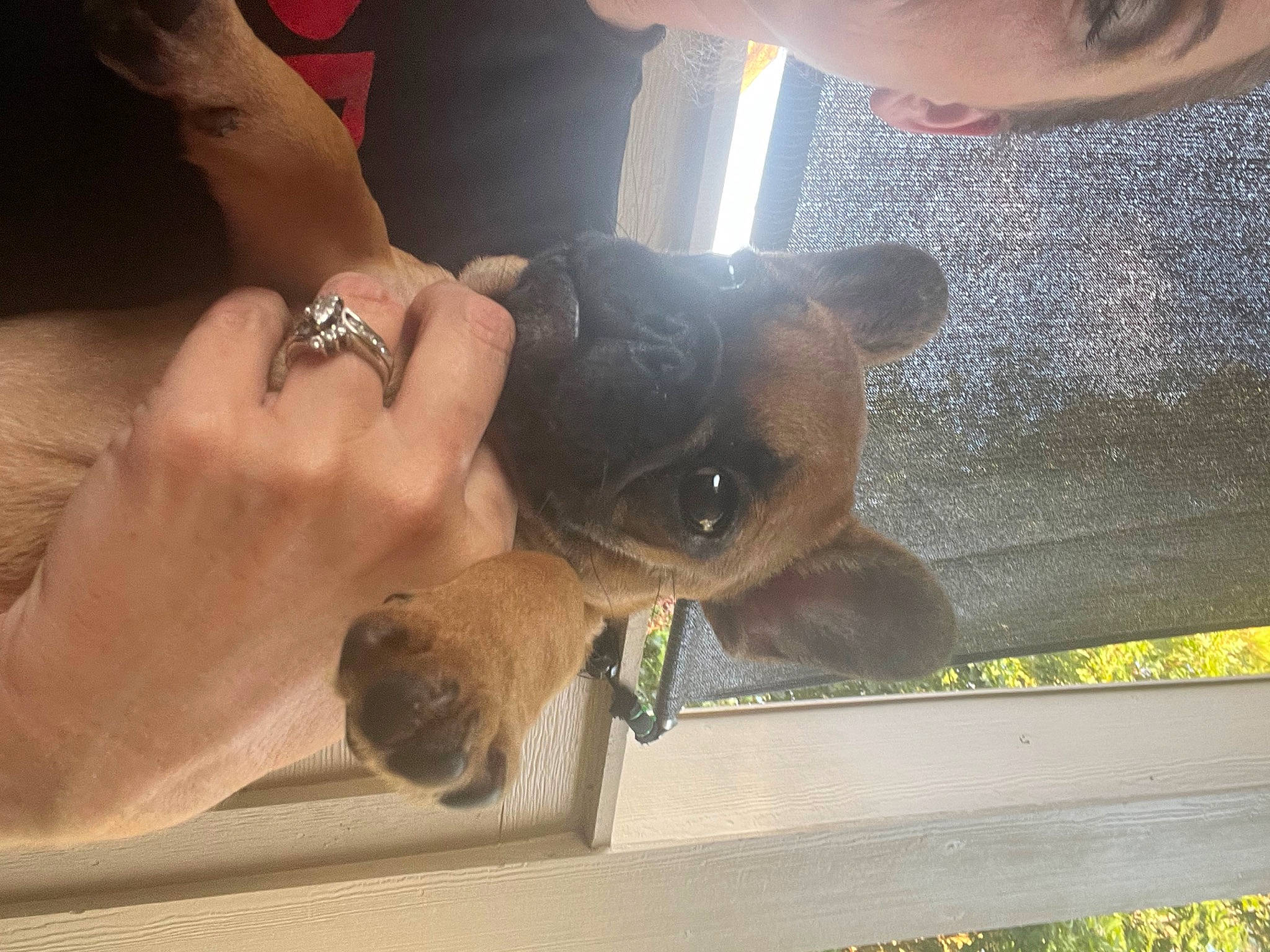 Fiona is registered to the contest to win money with this photo: bracelet, canidae, clock, companion_dog, dog_breed, ear, eyewear, fashion_accessory, fawn, felidae, fur, gesture, jewellery, nail, snout, sporting_group, thumb, wrist