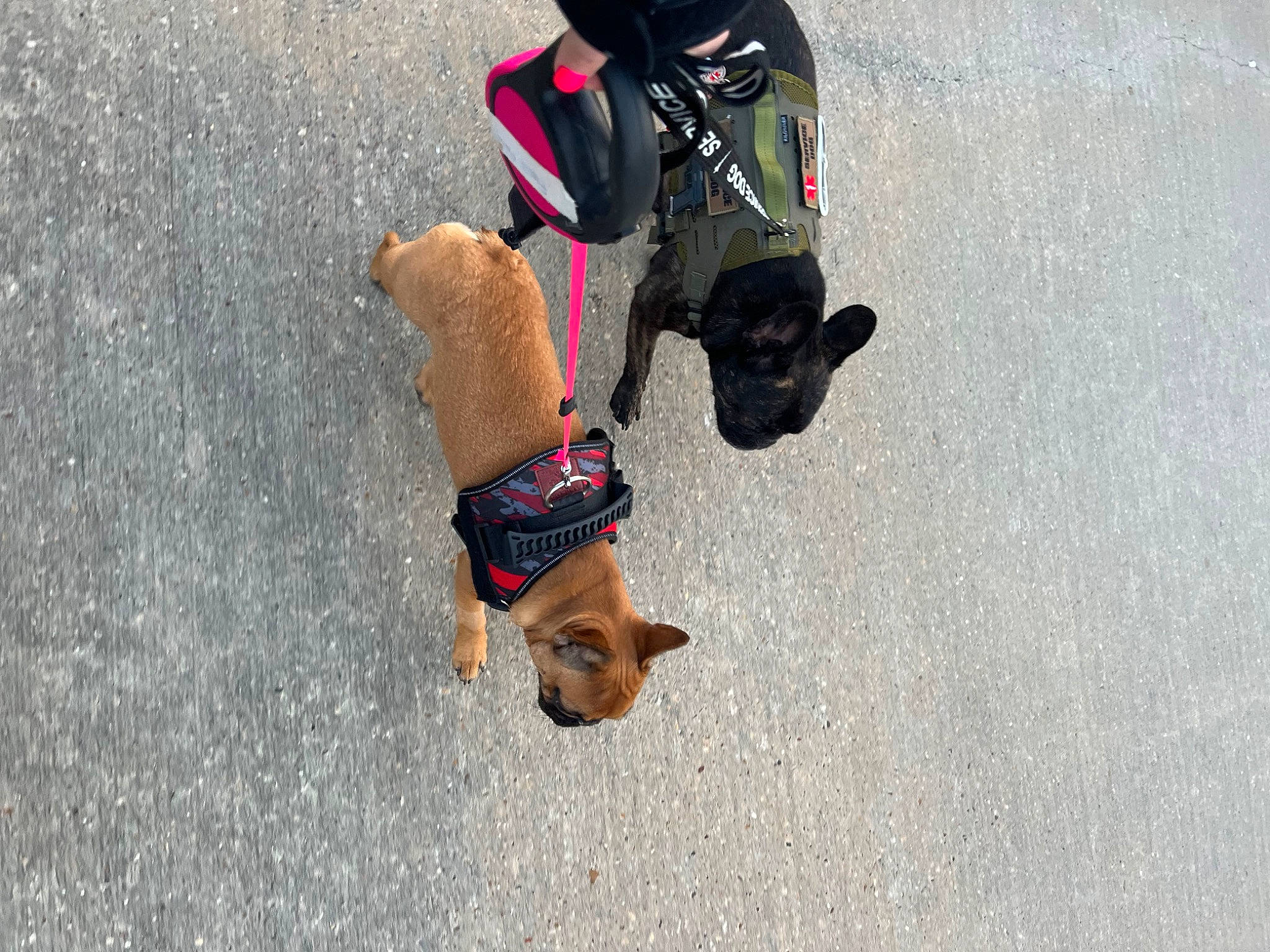 Fiona is registered to the contest to win money with this photo: asphalt, canidae, carnivore, collar, companion_dog, dog, dog_breed, dog_clothes, dog_collar, dog_supply, fawn, hat, leash, pet_supply, road_surface, snout, sporting_group, tail, watch, working_animal