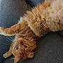 Lino participe au concours pour gagner de l'argent avec cette photo : animal, cat, closeup, couch, cute, domestic_animal, fluffy, fur, furniture, green_eyes, indoor, lying_down, orange_cat, paw, pet, playful, relaxed, resting, upside_down, whiskers