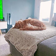 Lino participe au concours pour gagner de l'argent avec cette photo : blanket, carpet, cat, cozy, domestic_animal, fluffy, furniture, gray_furniture, indoor, living_room, natural_light, orange_cat, ottoman, pet, plush, relaxing, resting, sleeping, soft_texture, window