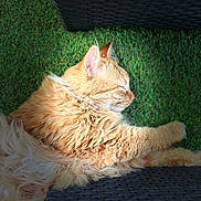 Lino a rejoint le concours — aidez-le/la à gagner de superbes lots ! cat, orange_cat, fluffy, sleeping, resting, grass, artificial_grass, outdoor, sunlight, wicker_chair, furniture, pet, animal, cozy, relaxed, closeup, fur, whiskers, nature, peaceful