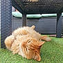 Lino a rejoint le concours — aidez-le/la à gagner de superbes lots ! animal, artificial_grass, cat, ears, fluffy, fur, grass, green_cushions, laying_down, orange_cat, outdoor, patio, pets, relaxed, sleepy_eyes, sunlight, table, tail, whiskers, wicker_furniture