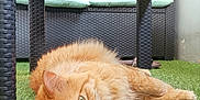 Lino participe au concours pour gagner de l'argent avec cette photo : animal, cat, curious, domestic_cat, feline, fluffy, fur, grass, green_eyes, laying_down, nature, orange_cat, outdoor, paws, pet, relaxed, resting, sunlight, whiskers, wicker_table