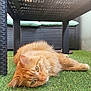 animal, cat, curious, domestic_cat, feline, fluffy, fur, grass, green_eyes, laying_down, nature, orange_cat, outdoor, paws, pet, relaxed, resting, sunlight, whiskers, wicker_table