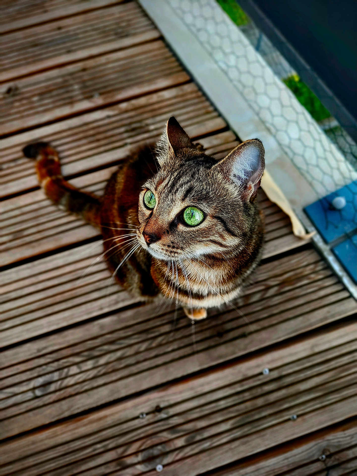 Nala