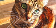 Nala participe au concours pour gagner de l'argent avec cette photo : animal, cat, close_up, curious, cute, domestic_cat, feline, fur, green_eyes, indoor, looking_up, pet, portrait, sitting, small_animal, sunlight, tabby_cat, warm_light, whiskers, wooden_surface