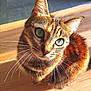 animal, cat, close_up, curious, cute, domestic_cat, feline, fur, green_eyes, indoor, looking_up, pet, portrait, sitting, small_animal, sunlight, tabby_cat, warm_light, whiskers, wooden_surface