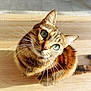 Nala a rejoint le concours — aidez-le/la à gagner de superbes lots ! animal, cat, close_up, curious, cute, domestic_cat, feline, fur, green_eyes, house_pet, indoor, looking_up, mammal, pet, portrait, small_animal, sunlight, tabby, whiskers, wooden_floor