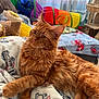 Zeus a rejoint le concours — aidez-le/la à gagner de superbes lots ! cat, orange_cat, fluffy, pet, indoor, blanket, cartoon_pattern, toy_tunnel, cat_tree, window, sunlight, cozy, relaxed, whiskers, paws, feline, bedroom, domestic_cat, fur, cute