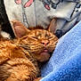 Zeus a rejoint le concours — aidez-le/la à gagner de superbes lots ! cat, orange_cat, sleeping, tongue_out, fur, whiskers, blanket, blue_blanket, cartoon_blanket, cozy, cute, pet, domestic_animal, relaxed, close_up, feline, resting, indoor, soft_texture, animal_face