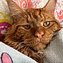 cat, orange_tabby, close_up, pet, animal, feline, whiskers, blanket, cozy, relaxed, sleepy, fur, nose, face, indoors, soft_texture, warm, comfort, resting, cute