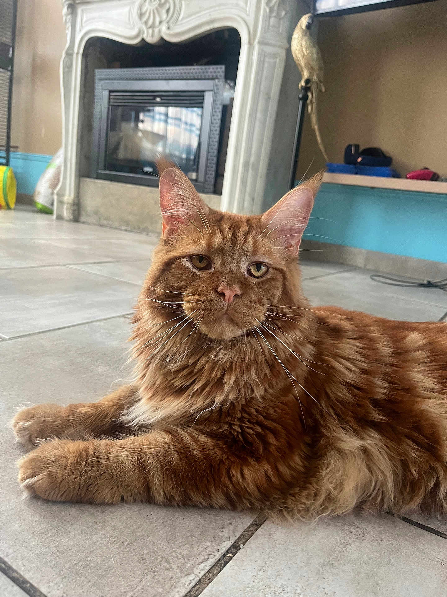 Zeus a rejoint le concours — aidez-le/la à gagner de superbes lots ! cat, maine_coon, ginger_cat, pet, feline, indoor, floor, tile_floor, fireplace, home, relaxed, resting, whiskers, ears, fur, muzzle, animal, cute, domestic_cat, portrait