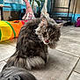 cat, gray_cat, fluffy, pet, indoor, tile_floor, cat_toy, play_tunnel, gnome, decoration, whiskers, feline, animal, cute, tongue_out, home, cozy, fur, curious, domestic