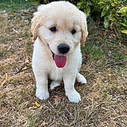 Aïka participe au concours pour gagner de l'argent avec cette photo : puppy, dog, golden_retriever, outdoor, grass, tongue_out, cute, young, pet, animal, fur, nature, leafy_bush, sitting, adorable, happy, canine, small, friendly, playful