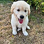 puppy, dog, golden_retriever, outdoor, grass, tongue_out, cute, young, pet, animal, fur, nature, leafy_bush, sitting, adorable, happy, canine, small, friendly, playful