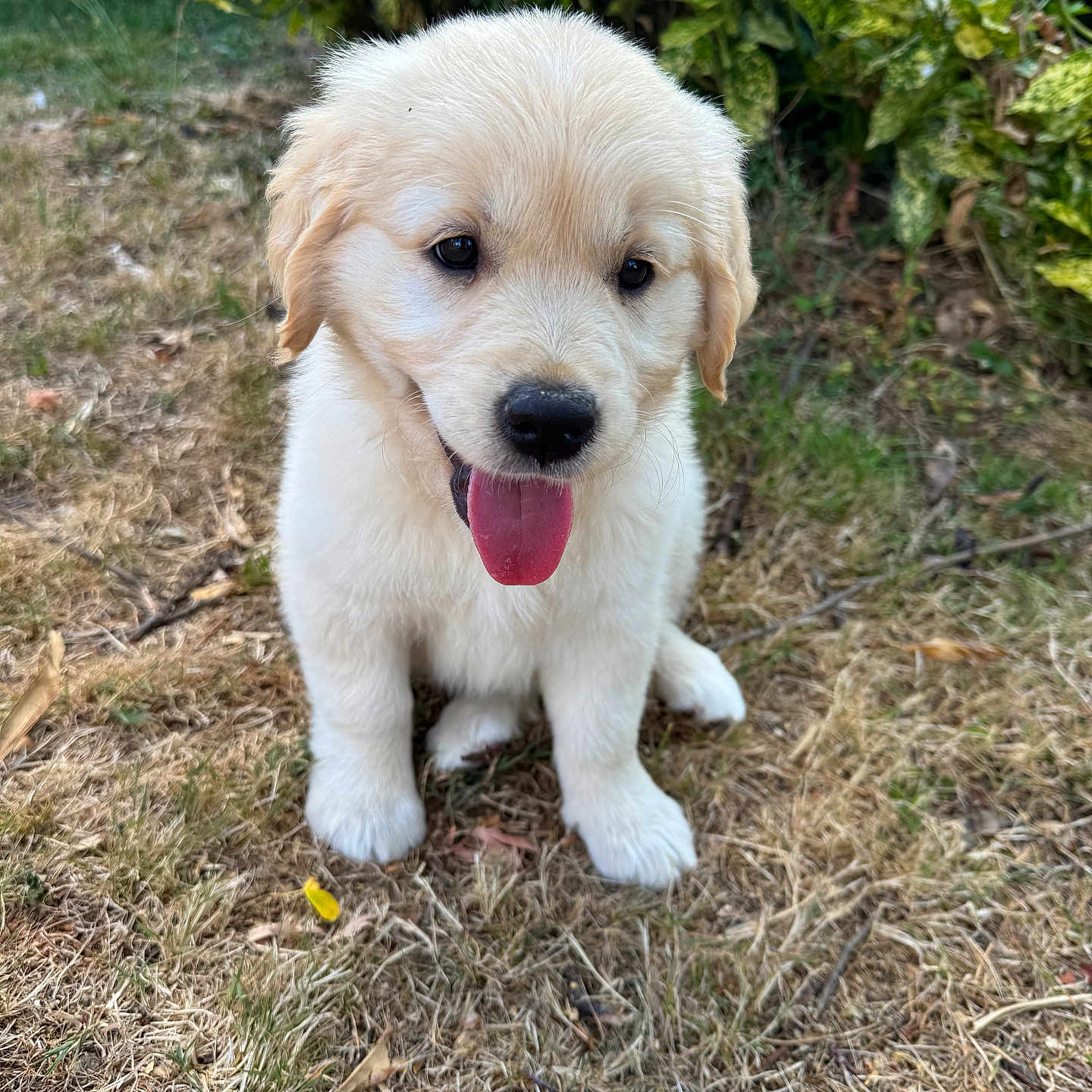 Aïka participe au concours pour gagner de l'argent avec cette photo : adorable, animal, canine, cute, dog, friendly, fur, golden_retriever, grass, happy, leafy_bush, nature, outdoor, pet, playful, puppy, sitting, small, tongue_out, young