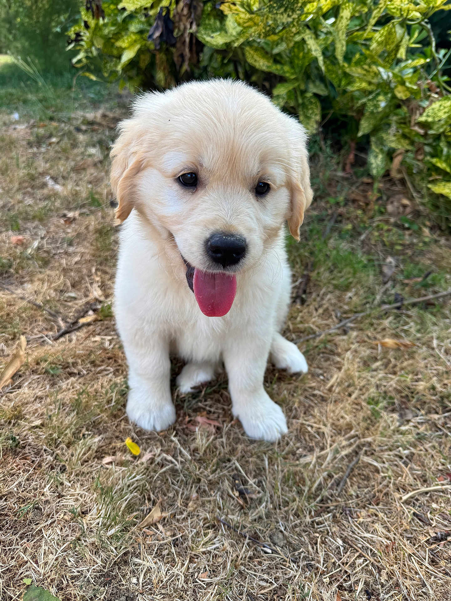 Aïka participe au concours pour gagner de l'argent avec cette photo : puppy, dog, golden_retriever, outdoor, grass, tongue_out, cute, young, pet, animal, fur, nature, leafy_bush, sitting, adorable, happy, canine, small, friendly, playful