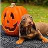 dog, puppy, dachshund, brown_dog, pet, animal, pumpkin, jack_o_lantern, halloween, outdoor, grass, rug, lying_down, floppy_ears, portrait, close_up, cute, seasonal, orange, photography