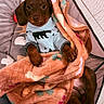 Bear is registered to the contest to win money with this photo: puppy, dog, dogs, brown_dog, sleeping, cozy, blanket, sweater, pet, canine, bed, indoor, portrait, closeup, cute, relaxed, snuggled, fabric, home, nap