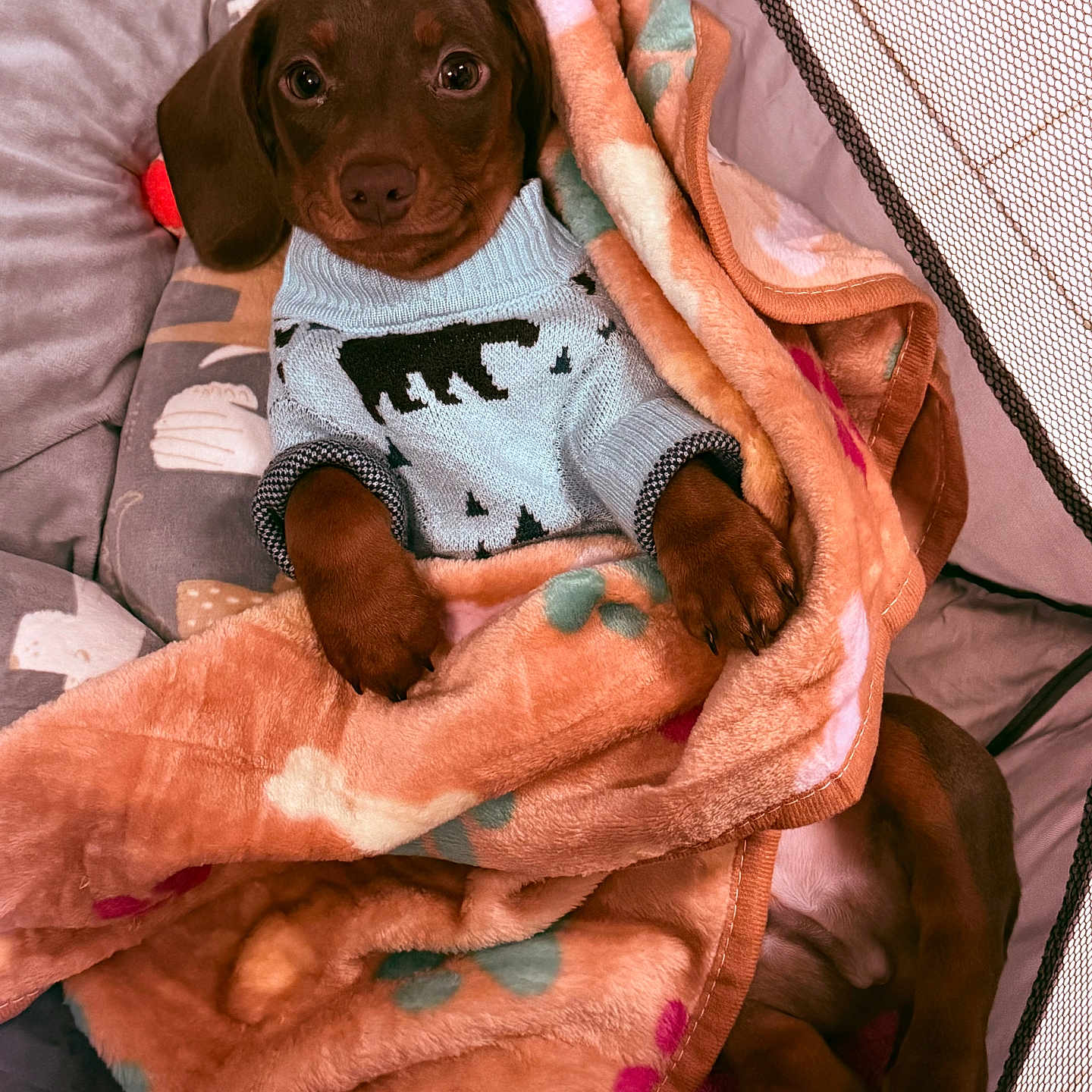 Bear