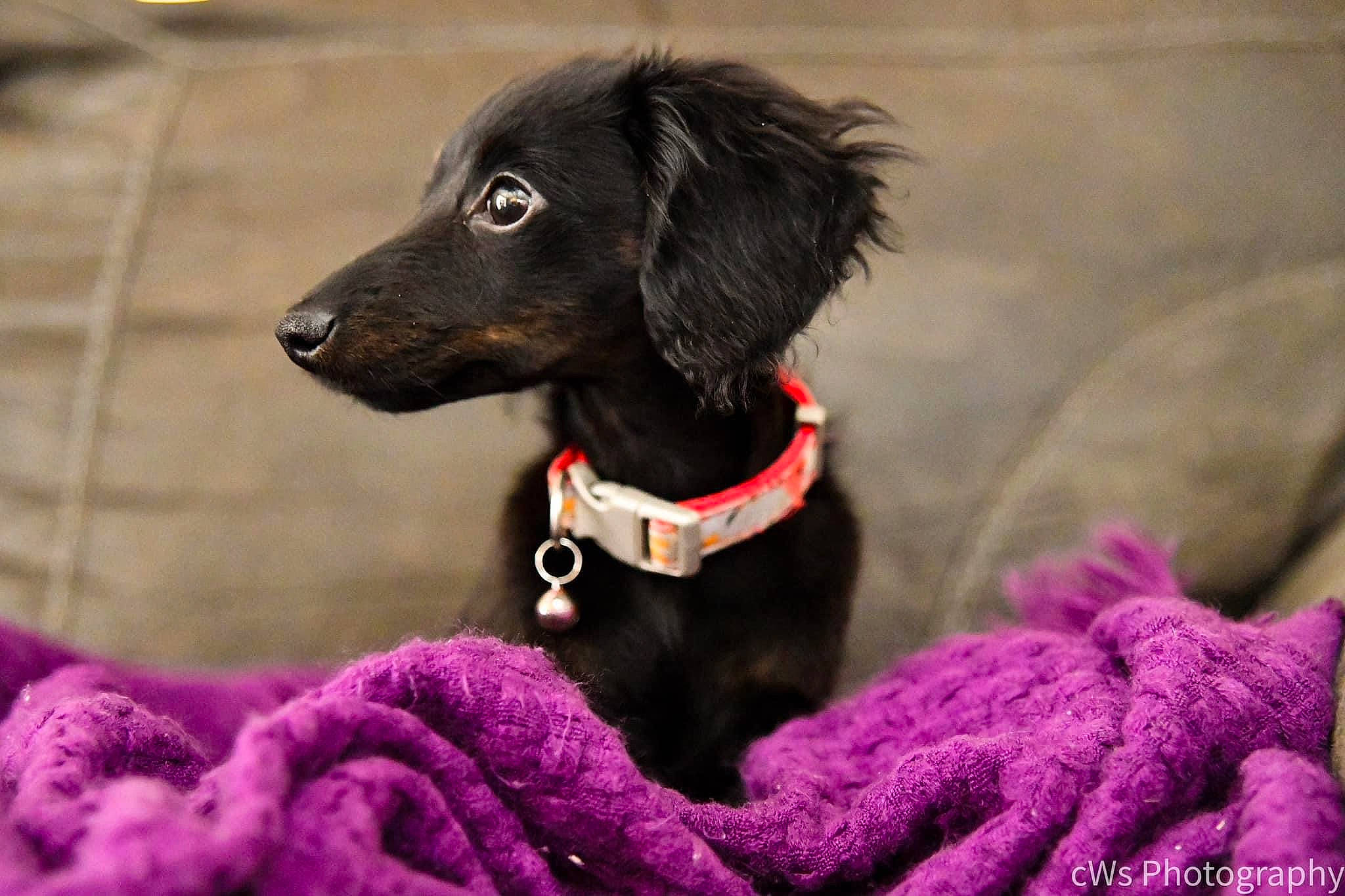 Ember joined the competition — help win amazing prizes! canidae, carnivore, collar, companion_dog, dog, dog_breed, dog_collar, dog_supply, eye, leash, liver, magenta, pet_supply, purple, sporting_group, toy_dog, violet, water_dog, whiskers, working_animal