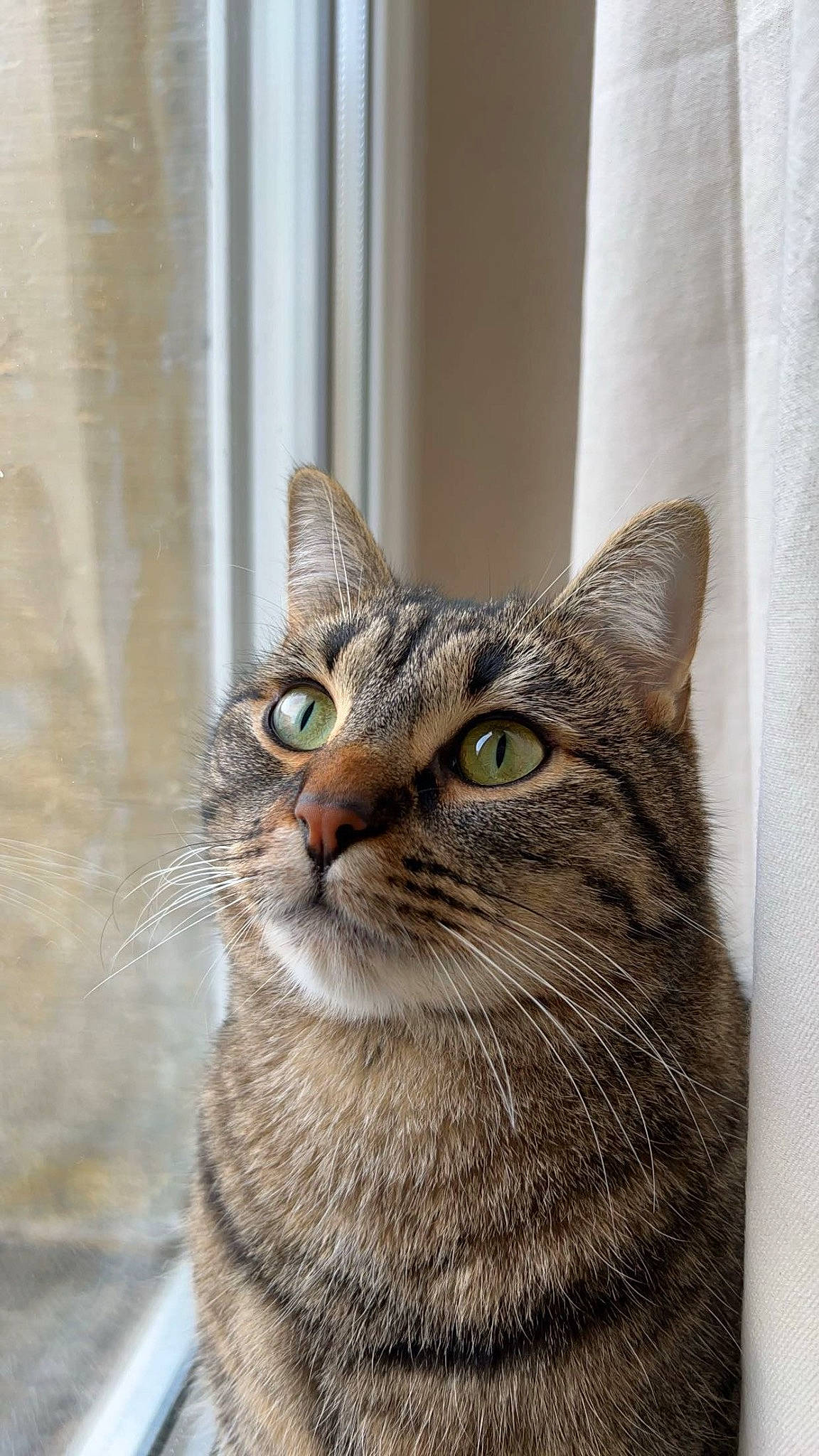 Taïga a rejoint le concours — aidez-le/la à gagner de superbes lots ! art, carnivore, cat, domestic_short_haired_cat, door, felidae, fur, small_to_medium_sized_cats, snout, terrestrial_animal, tree, whiskers, wildlife, window, wood