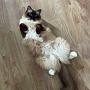 Aurora joined the competition — help win amazing prizes! animal, belly_up, black_and_white, blue_eyes, brown_fur, cat, cute, fluffy_cat, human_shoes, indoors, long_hair, looking_at_camera, lying_down, paws, pet, playful, portrait, tail, white_fur, wooden_floor