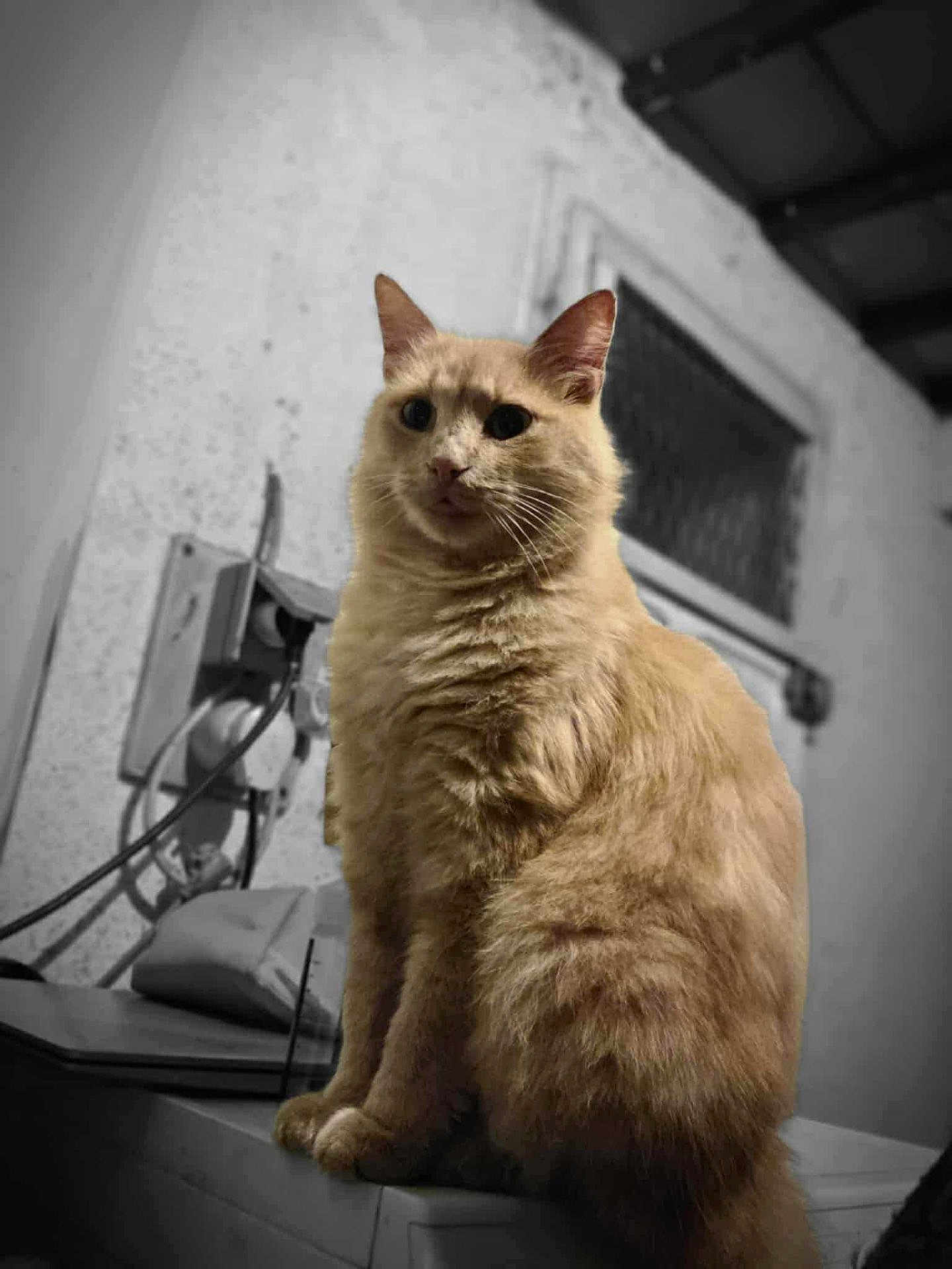 Chips participe au concours pour gagner de l'argent avec cette photo : cat, fluffy, indoor, animal, feline, sitting, beige, fur, pet, window, wall, electrical_wires, monochrome_background, close_up, portrait, domestic_animal, furry, cute, whiskers, ears