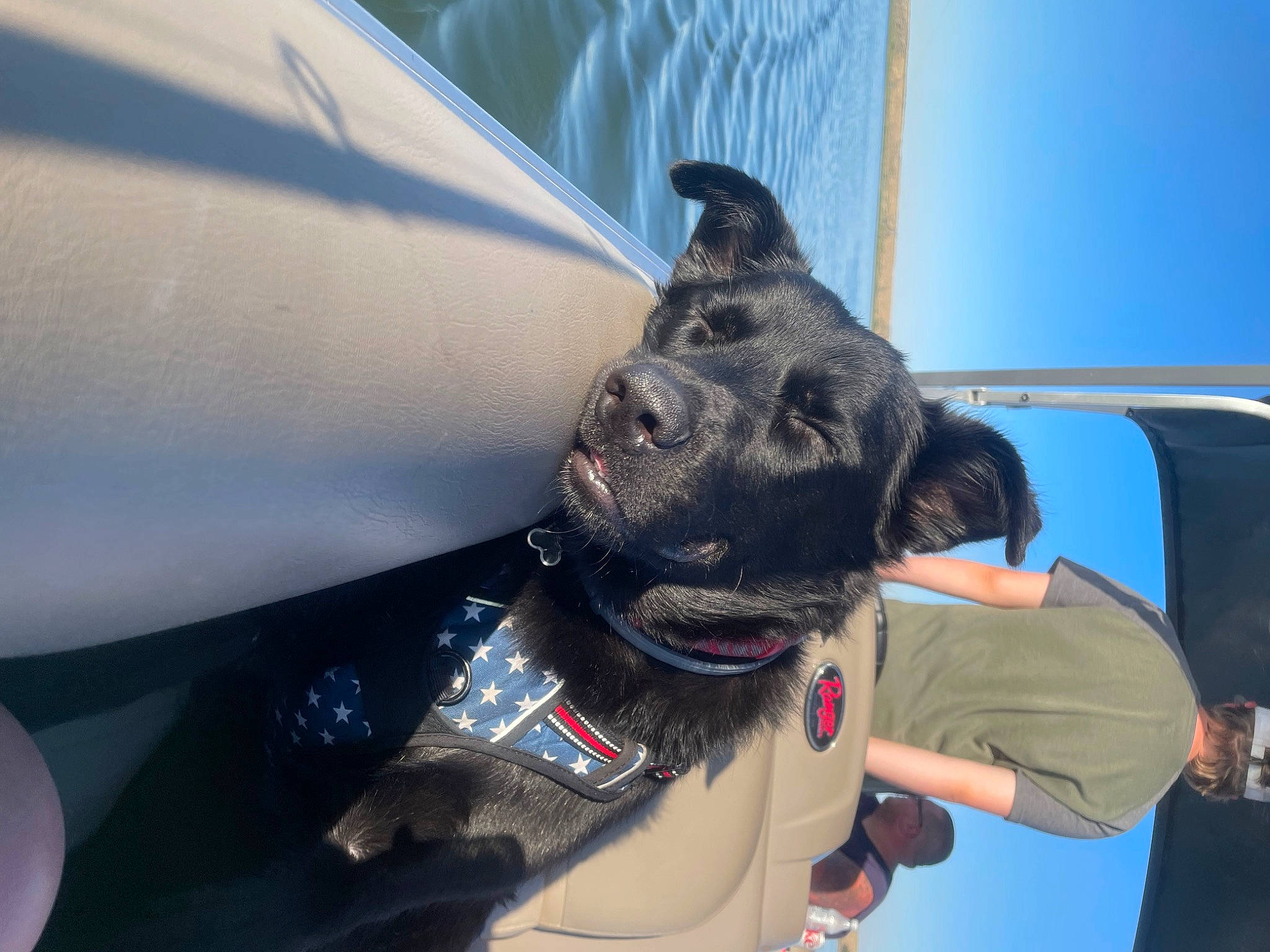 Suko joined the competition — help win amazing prizes! aircraft, automotive_exterior, aviation, carnivore, collar, companion_dog, dog, dog_breed, dog_collar, electric_blue, fawn, gesture, hood, mammal, snout, sporting_group, vehicle, vehicle_door, windshield, working_animal