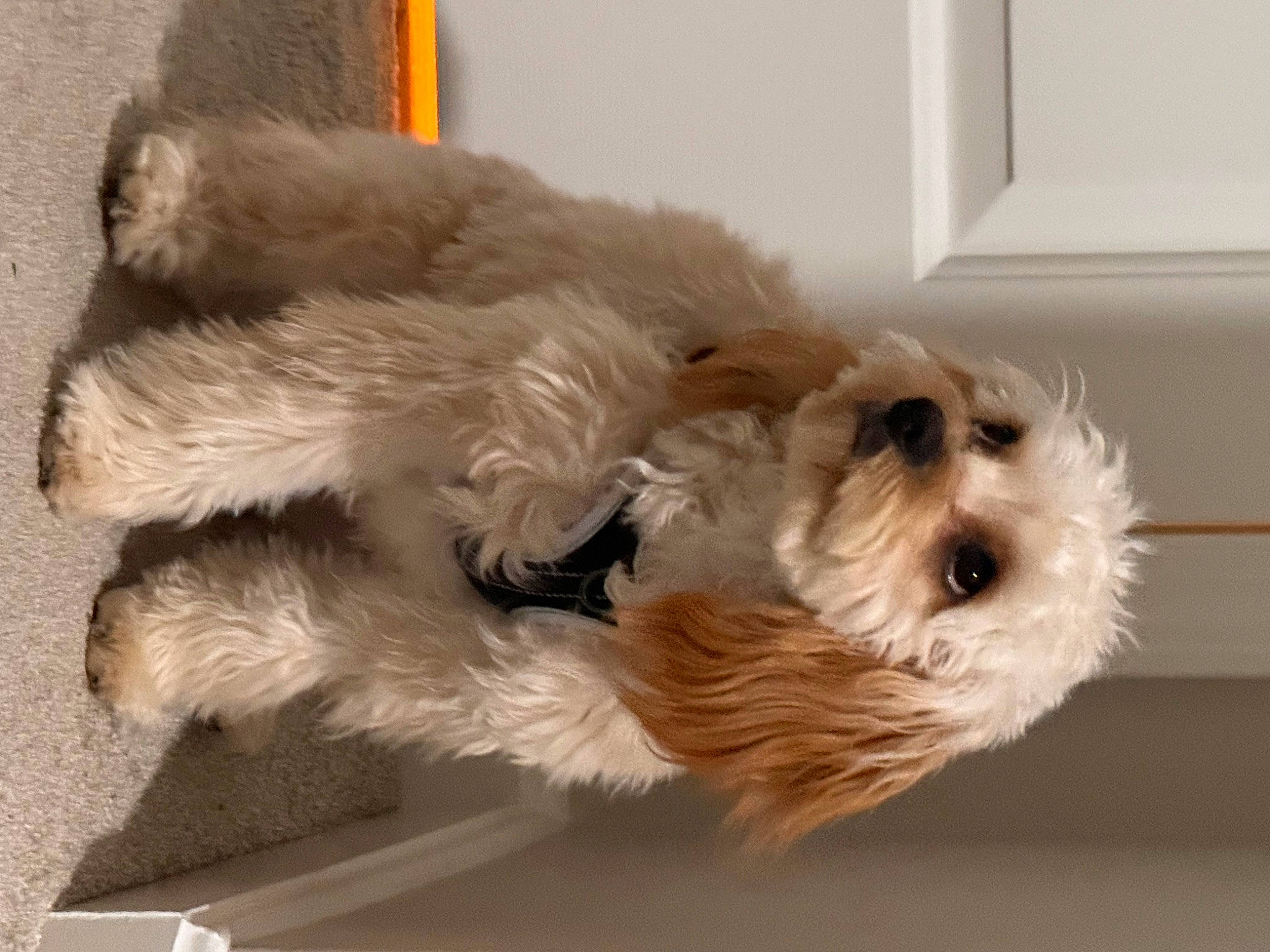 Bear joined the competition — help win amazing prizes! biewer_terrier, canidae, carnivore, companion_dog, dog, dog_breed, dog_supply, fur, maltepoo, non_sporting_group, pet_supply, poodle_crossbreed, small_terrier, snout, sporting_group, tail, terrier, toy_dog, working_animal, yorkipoo