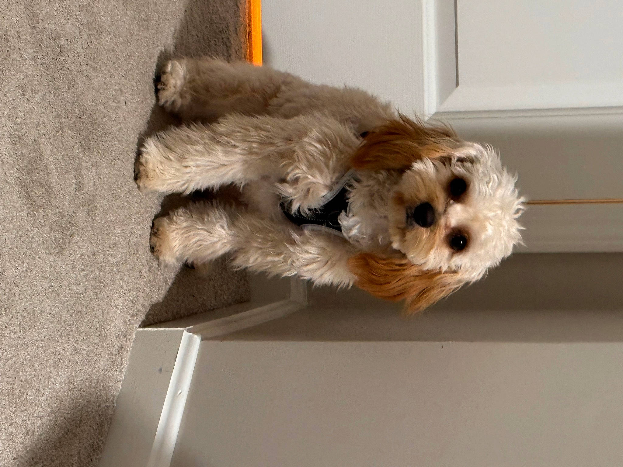 Bear is registered to the contest to win money with this photo: canidae, carnivore, collar, companion_dog, dog, dog_breed, dog_supply, fawn, flooring, fur, paw, pet_supply, small_terrier, snout, sporting_group, tail, terrier, toy_dog, working_animal, yorkshire_terrier